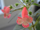 NEW - Kohleria Lima