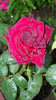 Black Baccara