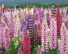 lupin