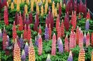 Lupins-2