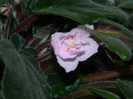 DSCN7124