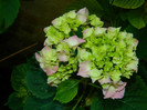 DSCN7156