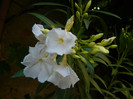 DSCN7158