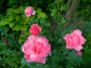 DSCN7164