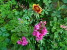 DSCN7166