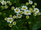 DSCN7168