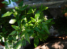 DSCN7177