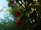 DSCN7178