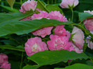 DSCN7192