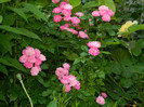 DSCN7193