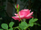 DSCN7196