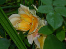 DSCN7199
