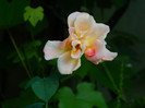 DSCN7200