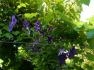 DSCN7209