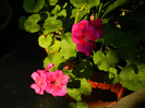 DSCN7223