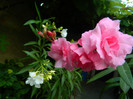 DSCN7239