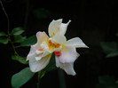 DSCN7267