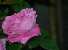 DSCN7268