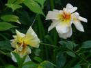 DSCN7269