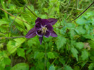 DSCN7270