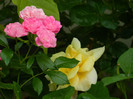 DSCN7272