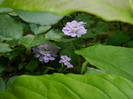 DSCN7284