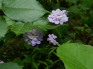 DSCN7285
