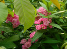 DSCN7286