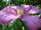 "Comtesse de Bouchaud", 30.05.2012