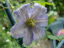 Clematis Viticella "Prince Charles"