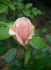 CIMG5271