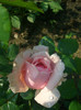 CIMG5292