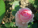 CIMG5331