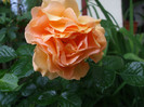 Goldelse