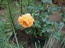 Goldelse