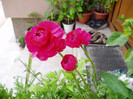 ranunculus