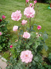 Queen Elisabeth