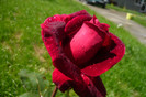8-floare mare