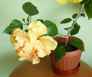 P1390509 crop 2