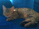 ♥ Mica ♥