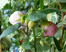 P1390527