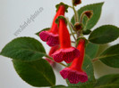 Kohleria Lena