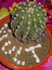 Echinopsis