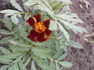 P27-05-12_18.35