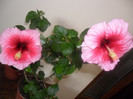 Hibiscus Yoder Camelia