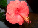 Hibiscus Sunni Cities Bordeaux
