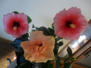 Hibiscus Yoder Camelia   Clasic Apricot