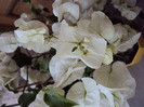 DSC05890