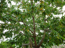 P1000641
