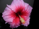 Hibiscus Yoder Camelia